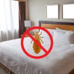 wymrażanie pluskiew InsektStop